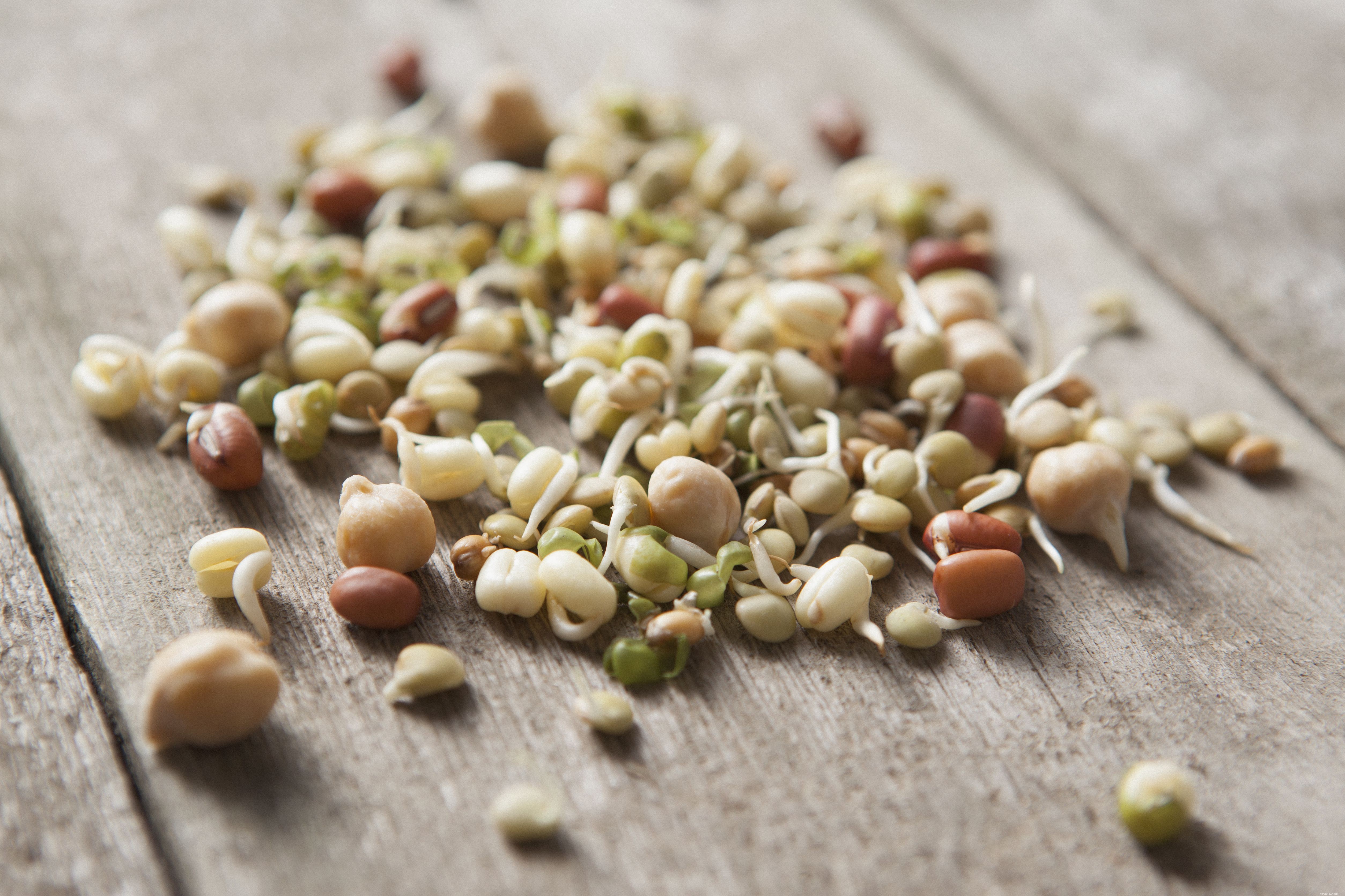 Healthy Homemade Bird Treats: Quick & Nutritious Recipes