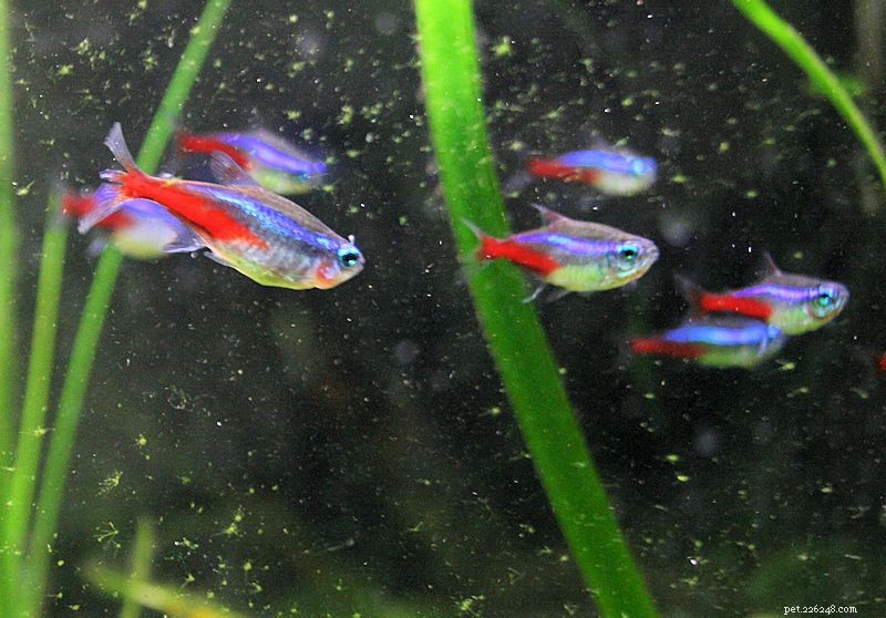 Discover Fish Names Beginning With N: From Neon Tetras to Nandus