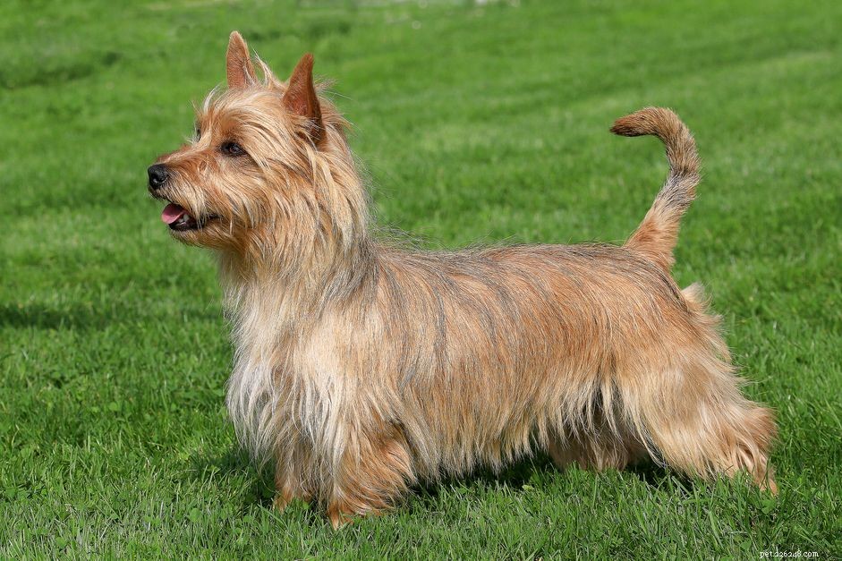 Australian Terrier (Aussie): A Trusted Guide to Breed Traits, Care, and Health