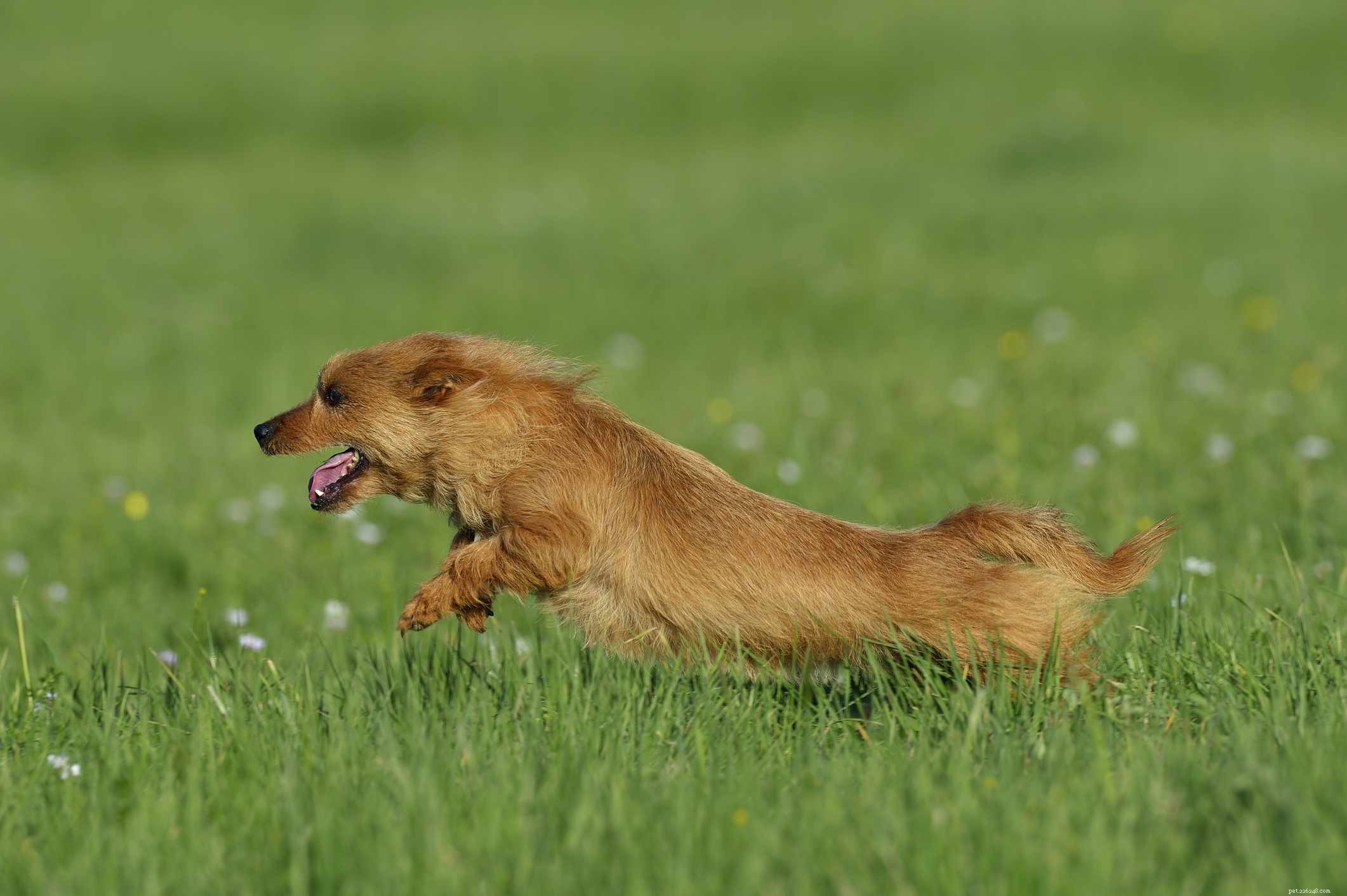 Australian Terrier (Aussie): A Trusted Guide to Breed Traits, Care, and Health