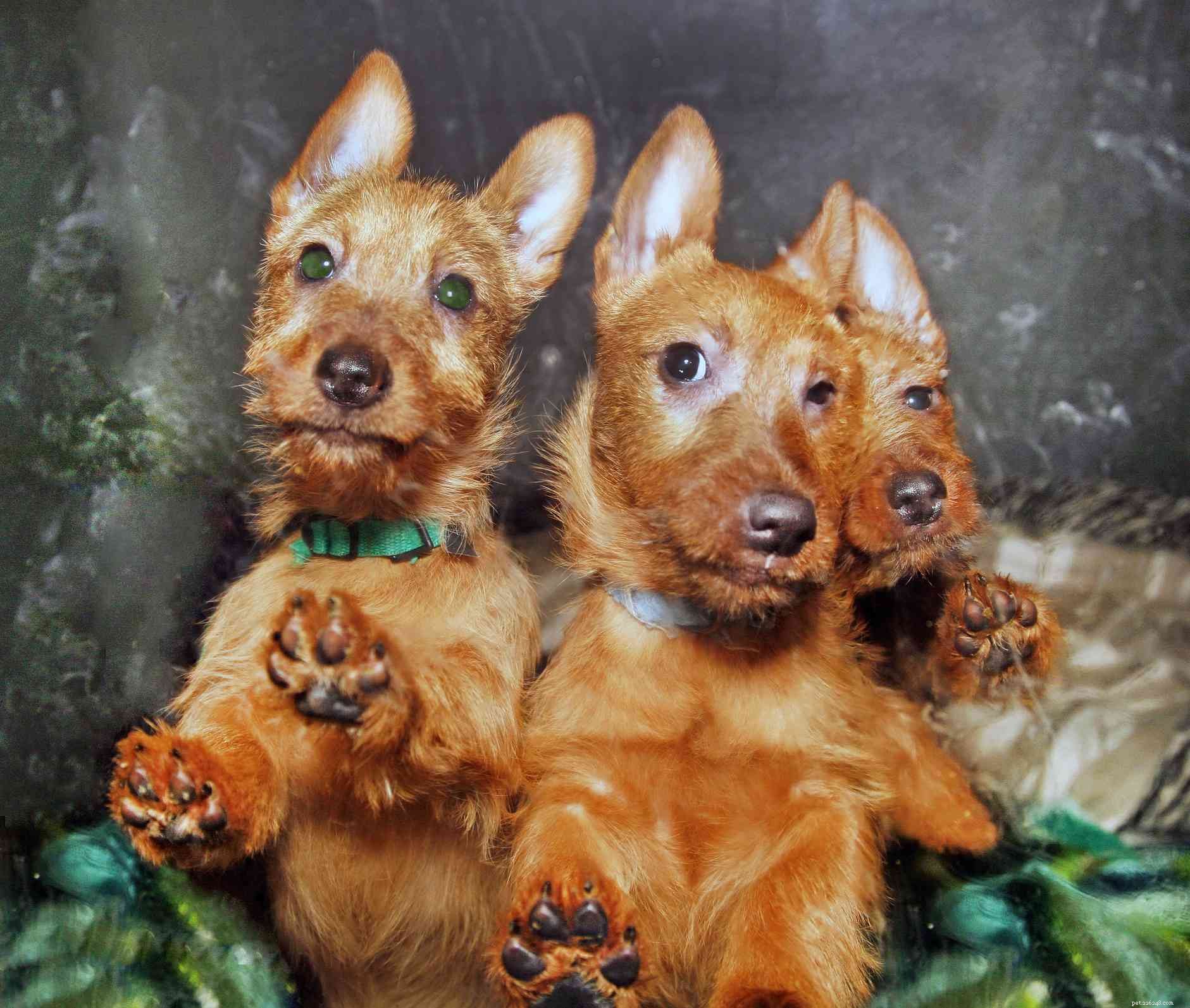 Australian Terrier (Aussie): A Trusted Guide to Breed Traits, Care, and Health