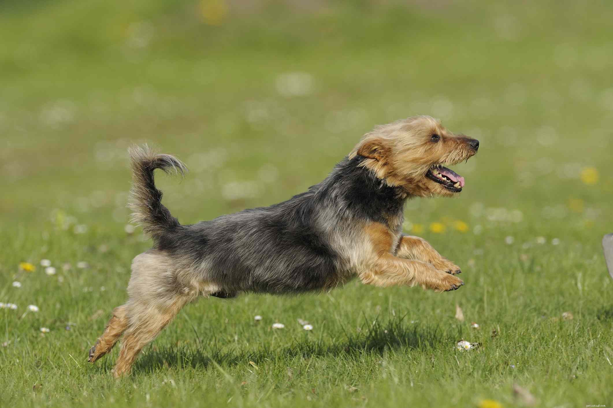 Australian Terrier (Aussie): A Trusted Guide to Breed Traits, Care, and Health