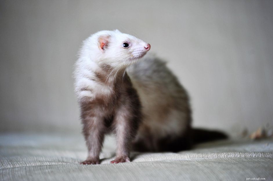 Identifying and Treating Ferret Bloat: Prompt Care for Life‑Saving Outcomes
