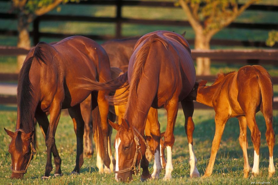 Key Considerations Before Breeding Your Mare: A Guide for Breeders