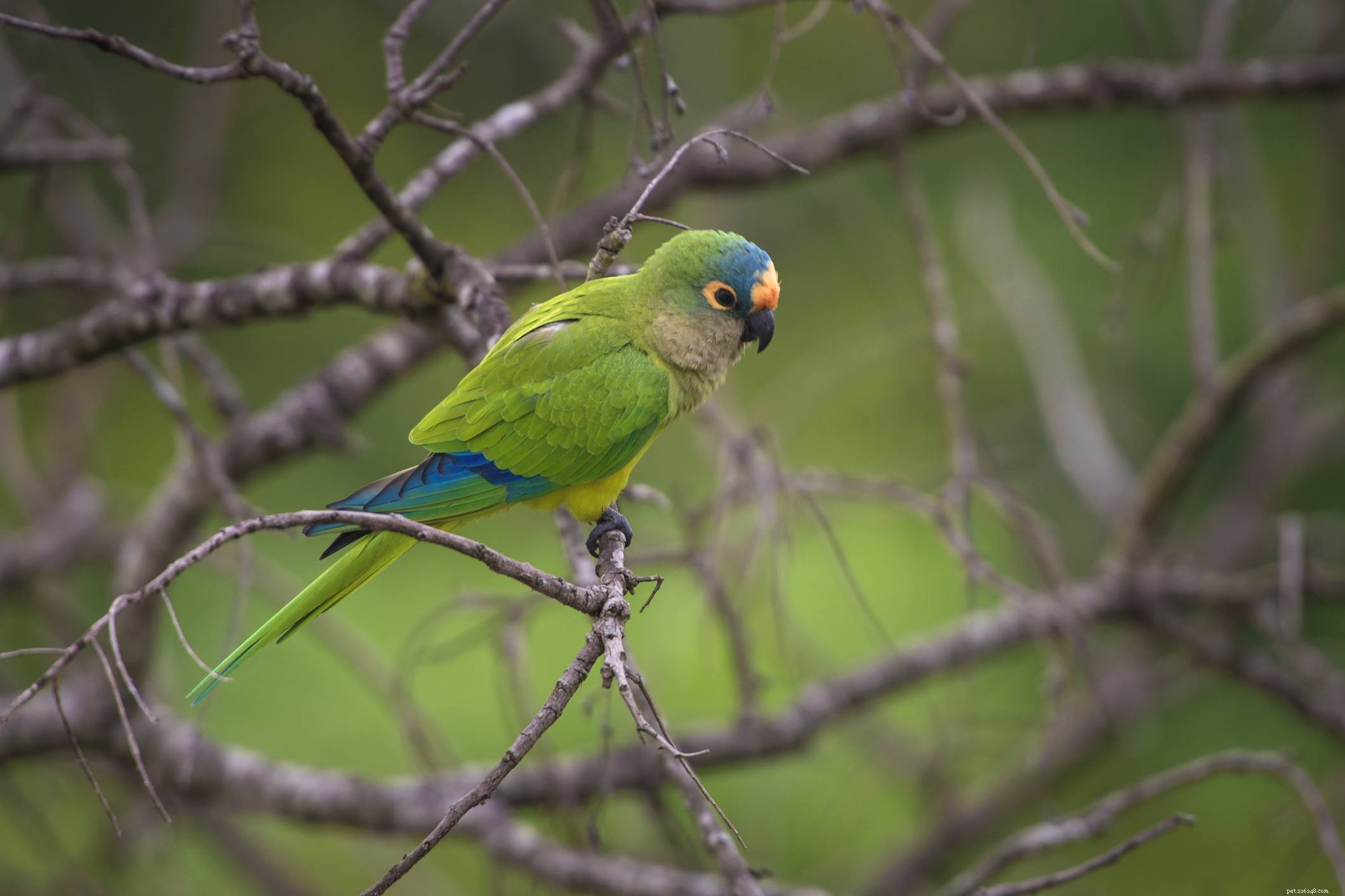 How to Successfully Care for Mini Macaws as Pets