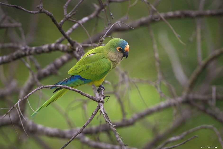 How to Successfully Care for Mini Macaws as Pets