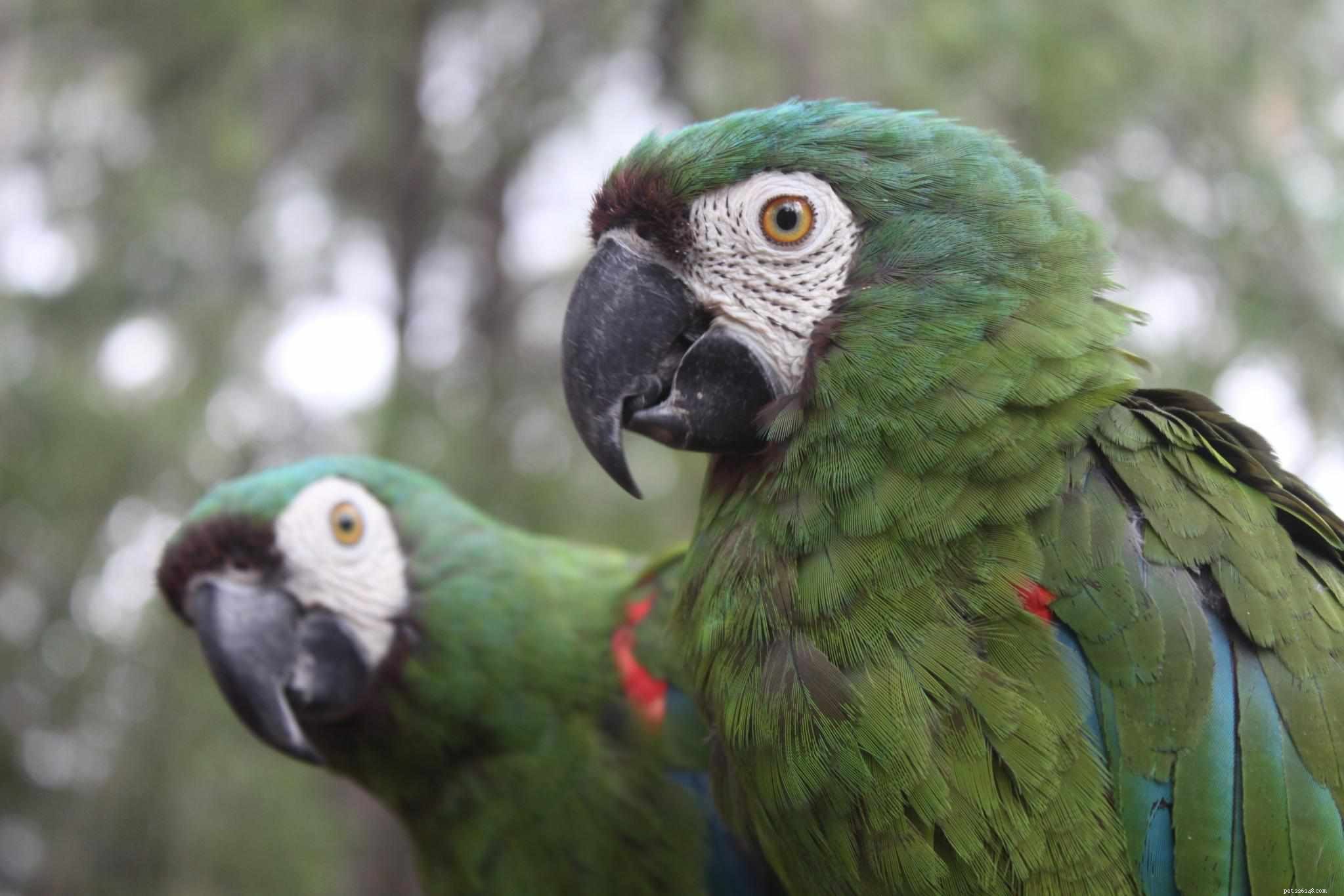 How to Successfully Care for Mini Macaws as Pets