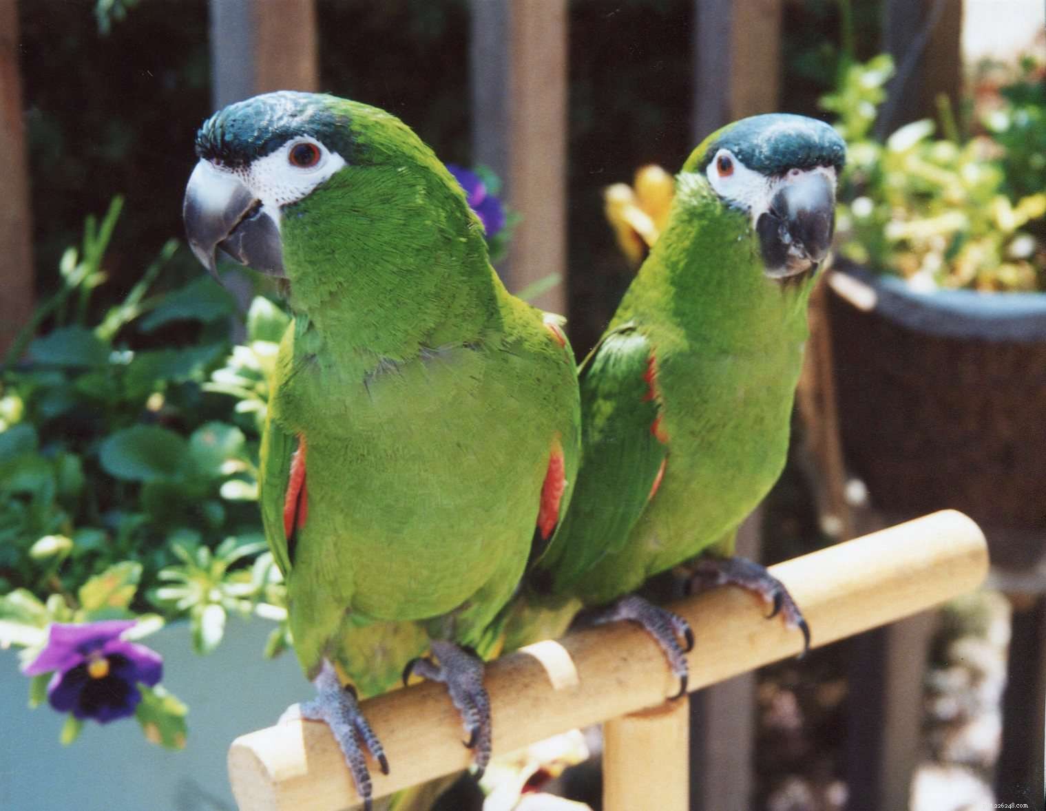 How to Successfully Care for Mini Macaws as Pets