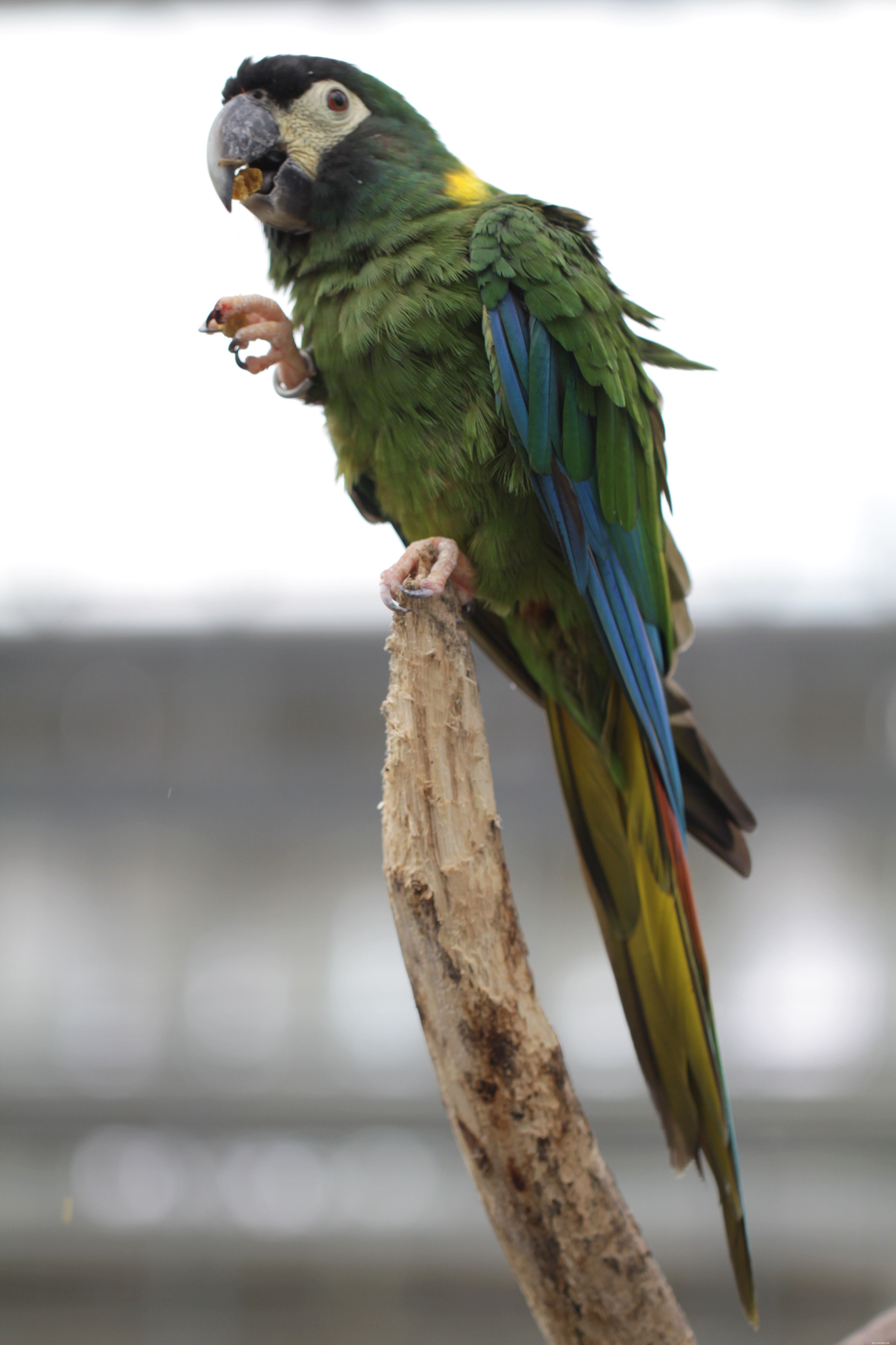 How to Successfully Care for Mini Macaws as Pets