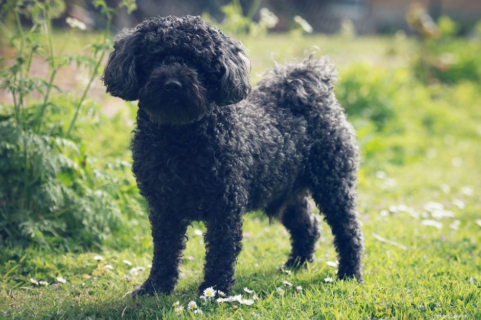 Pumi Dog Breed Guide: History, Traits, and Care