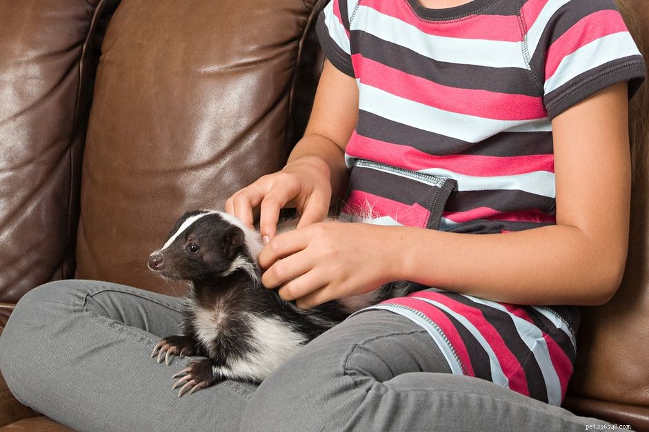 How to Care for a Pet Skunk: Health, Diet, and Legal Tips