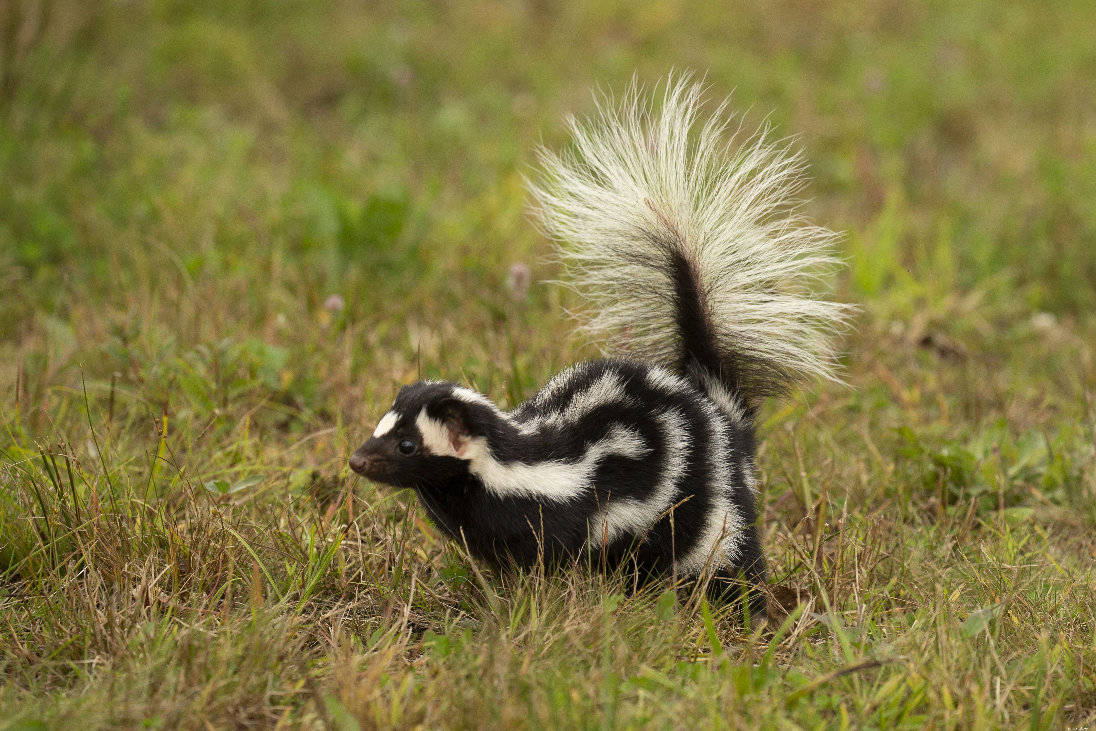 How to Care for a Pet Skunk: Health, Diet, and Legal Tips