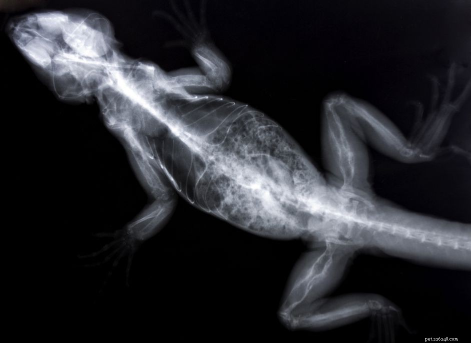 Understanding and Preventing Metabolic Bone Disease in Pet Reptiles