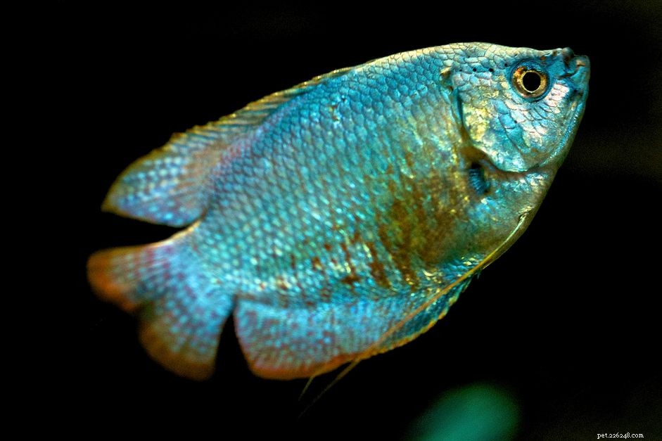 Spotting Male vs. Female Gouramis: Key Traits & Breeding Tips