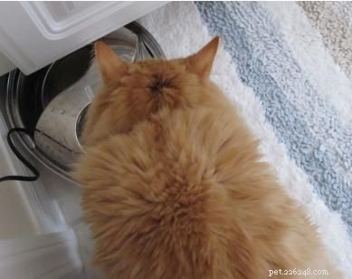 3 Water Bowls That Will Motivate Your Cat to Stay Hydrated