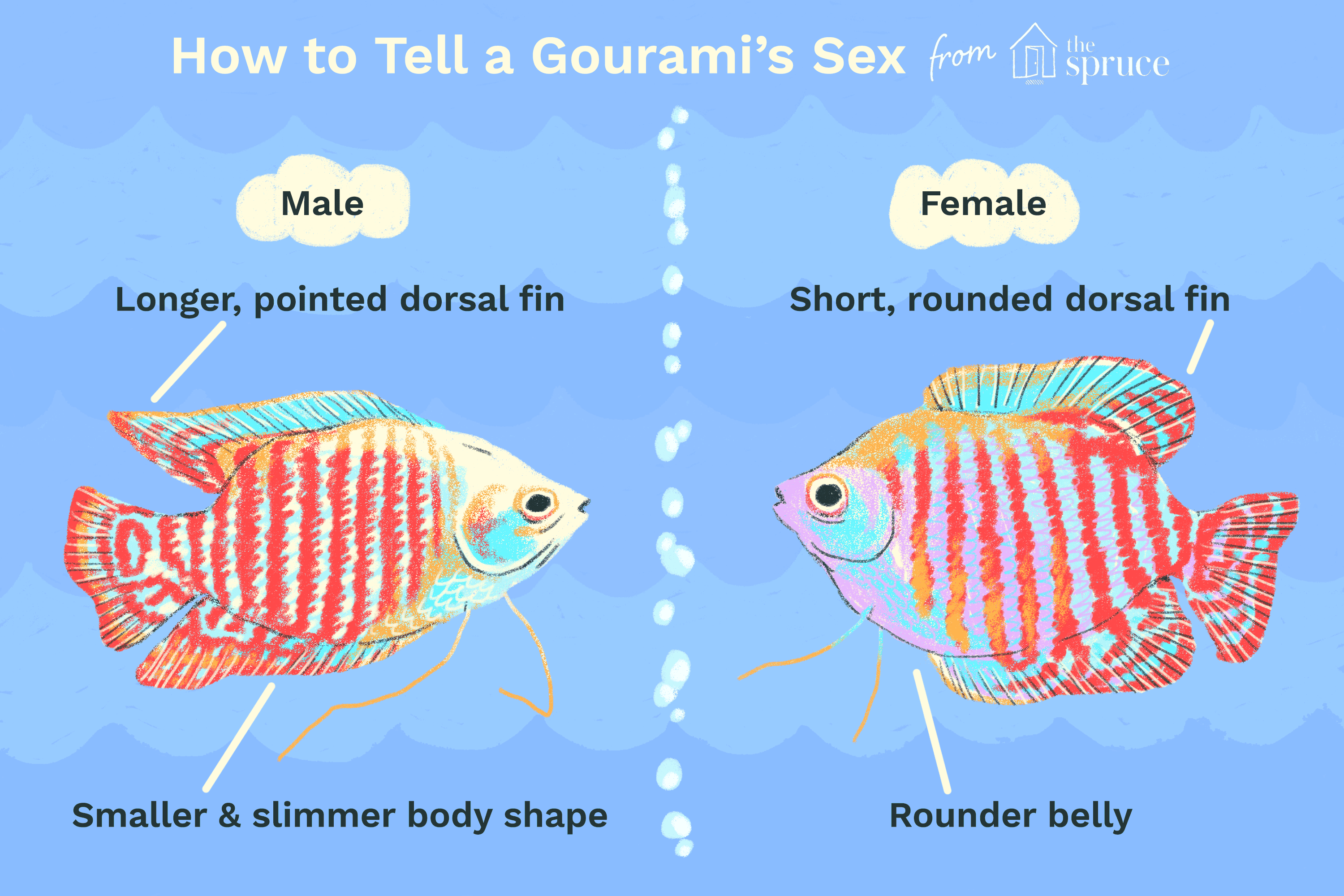 Spotting Male vs. Female Gouramis: Key Traits & Breeding Tips