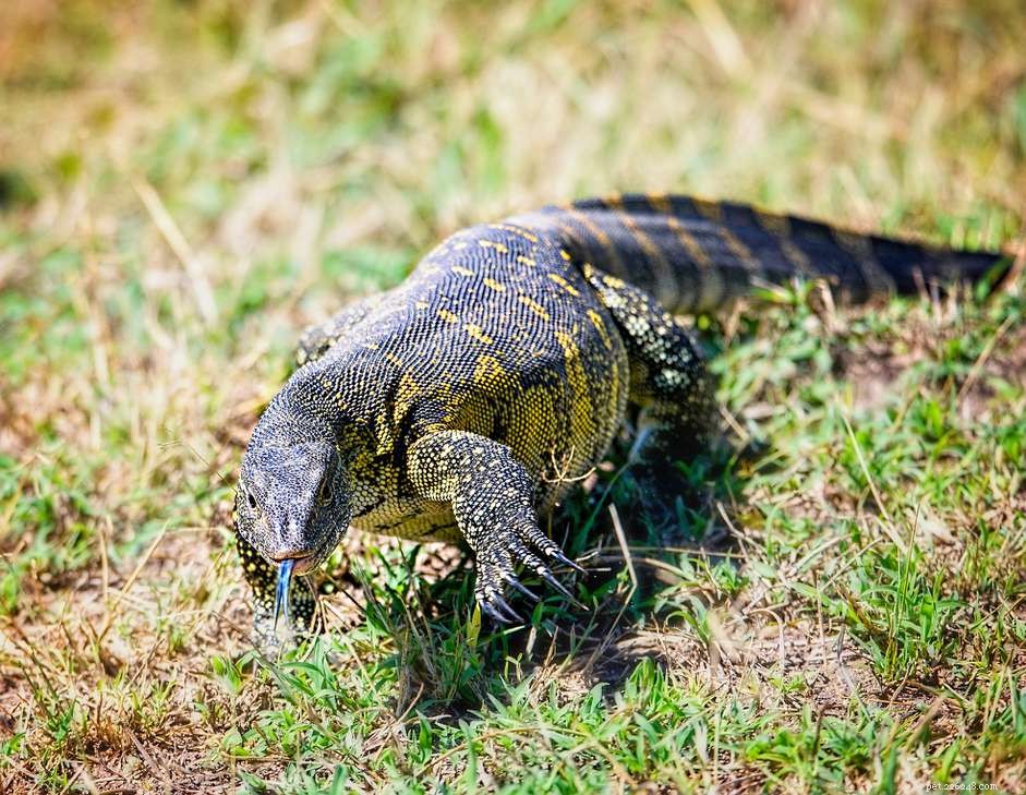Nile Monitors: Care, Behavior, and Tips for Owners