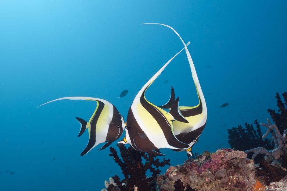 Moorish Idol Fish: Stunning Aquarium Star, Yet Delicately Fragile
