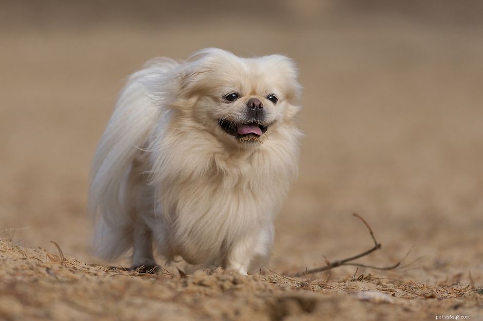 Pekingese Dog Breed Profile: History, Care, & Health