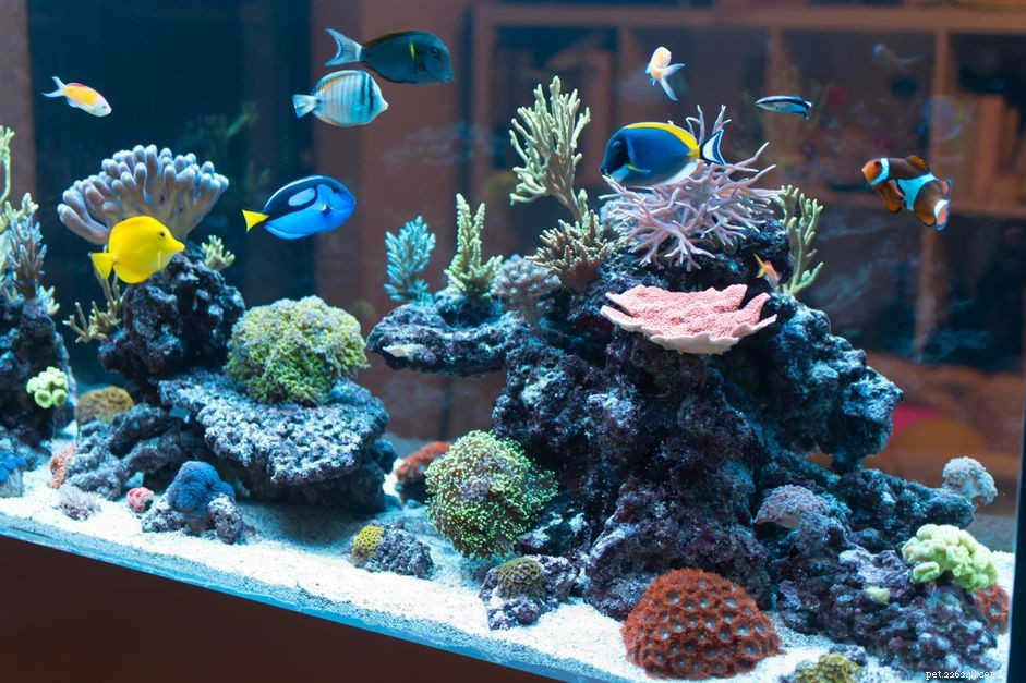 Why Untreated Tap Water Can Harm Your Aquarium – What You Need to Know