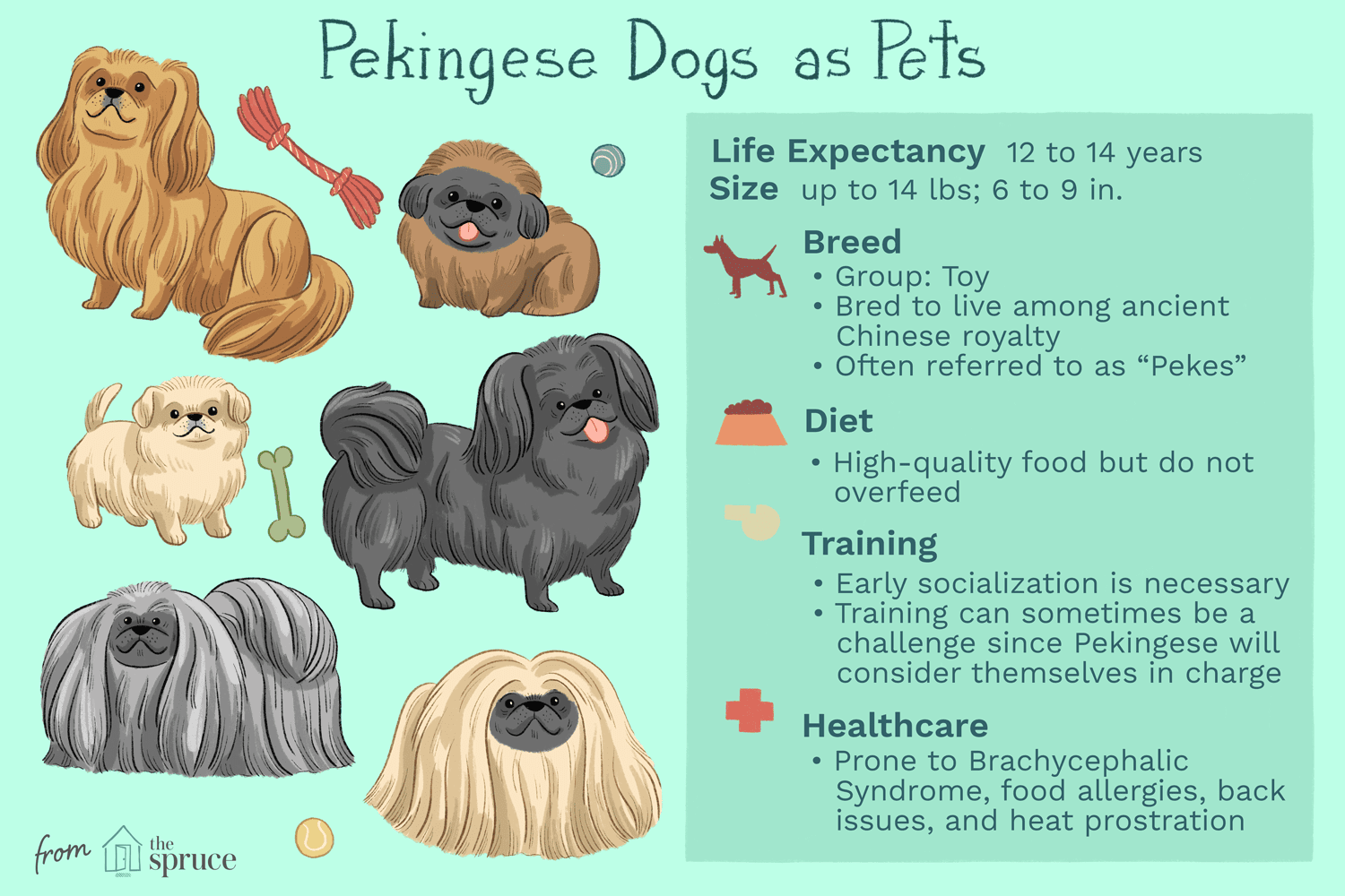 Pekingese Dog Breed Profile: History, Care, & Health