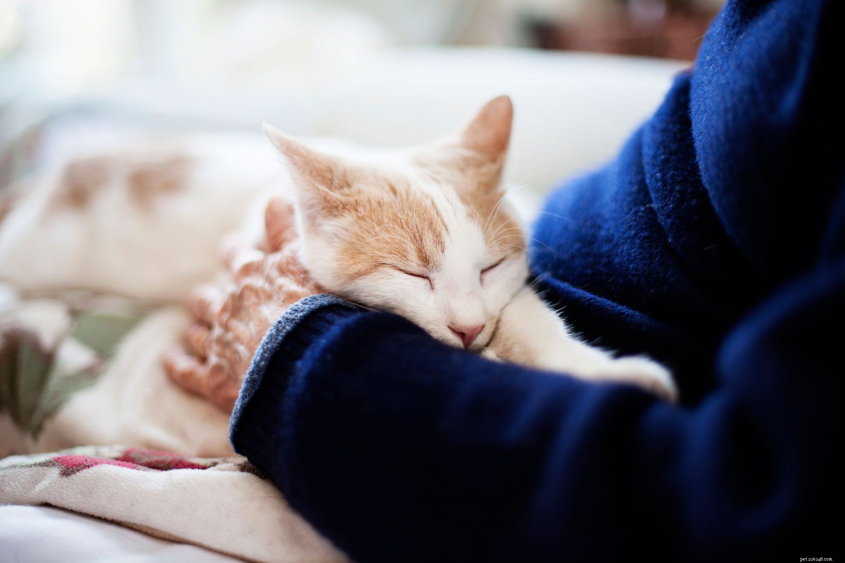 Top Pet Choices for Seniors: Comfort, Companionship, and Care