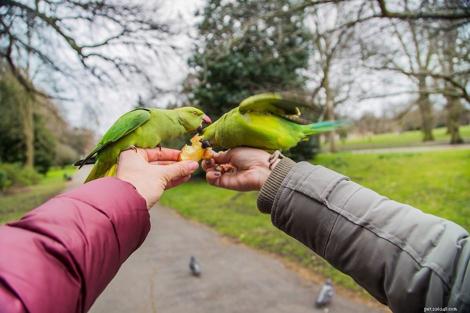 How to Safely Add a New Bird to Your Parrot s Household
