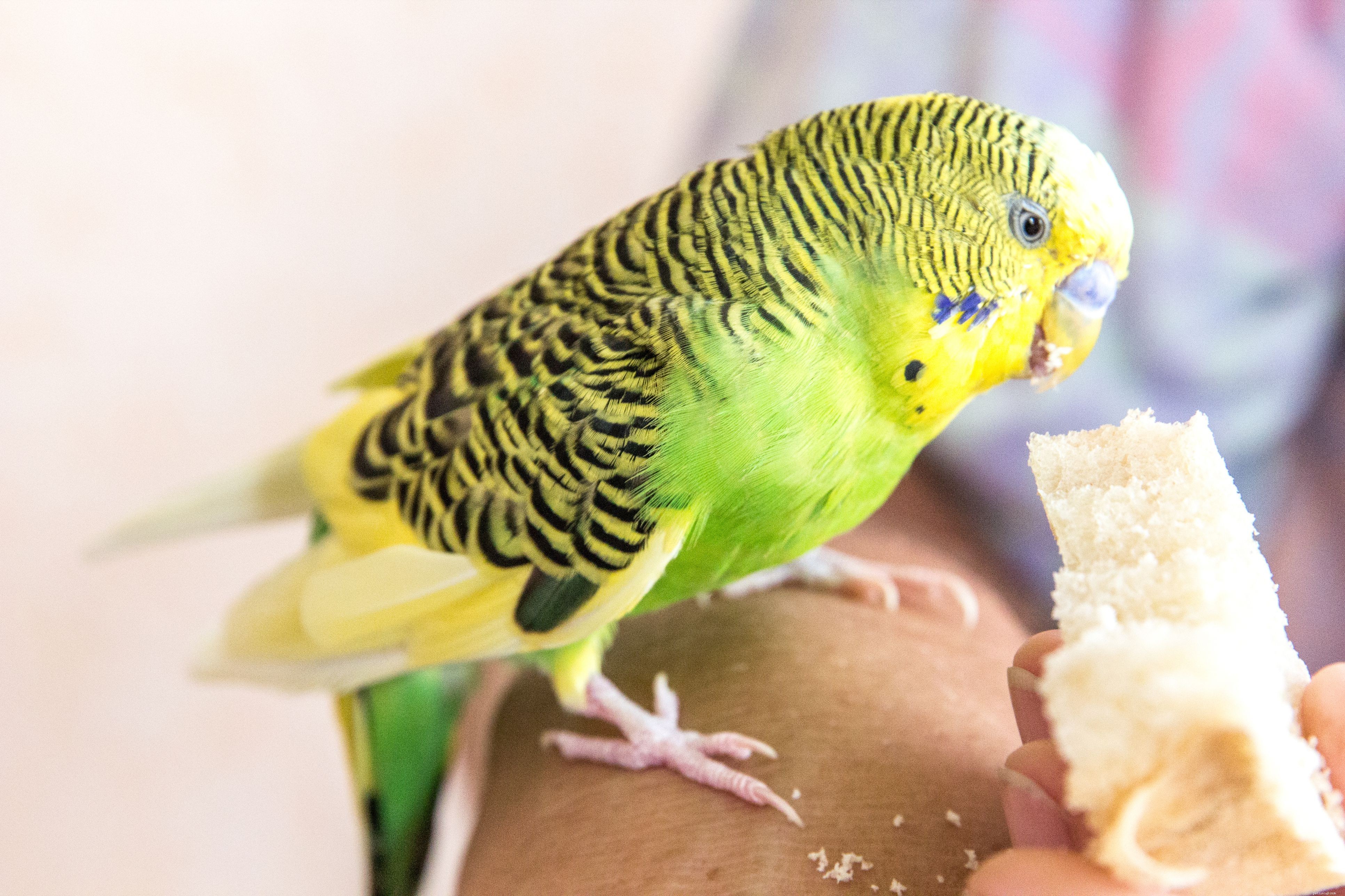 How to Safely Add a New Bird to Your Parrot s Household