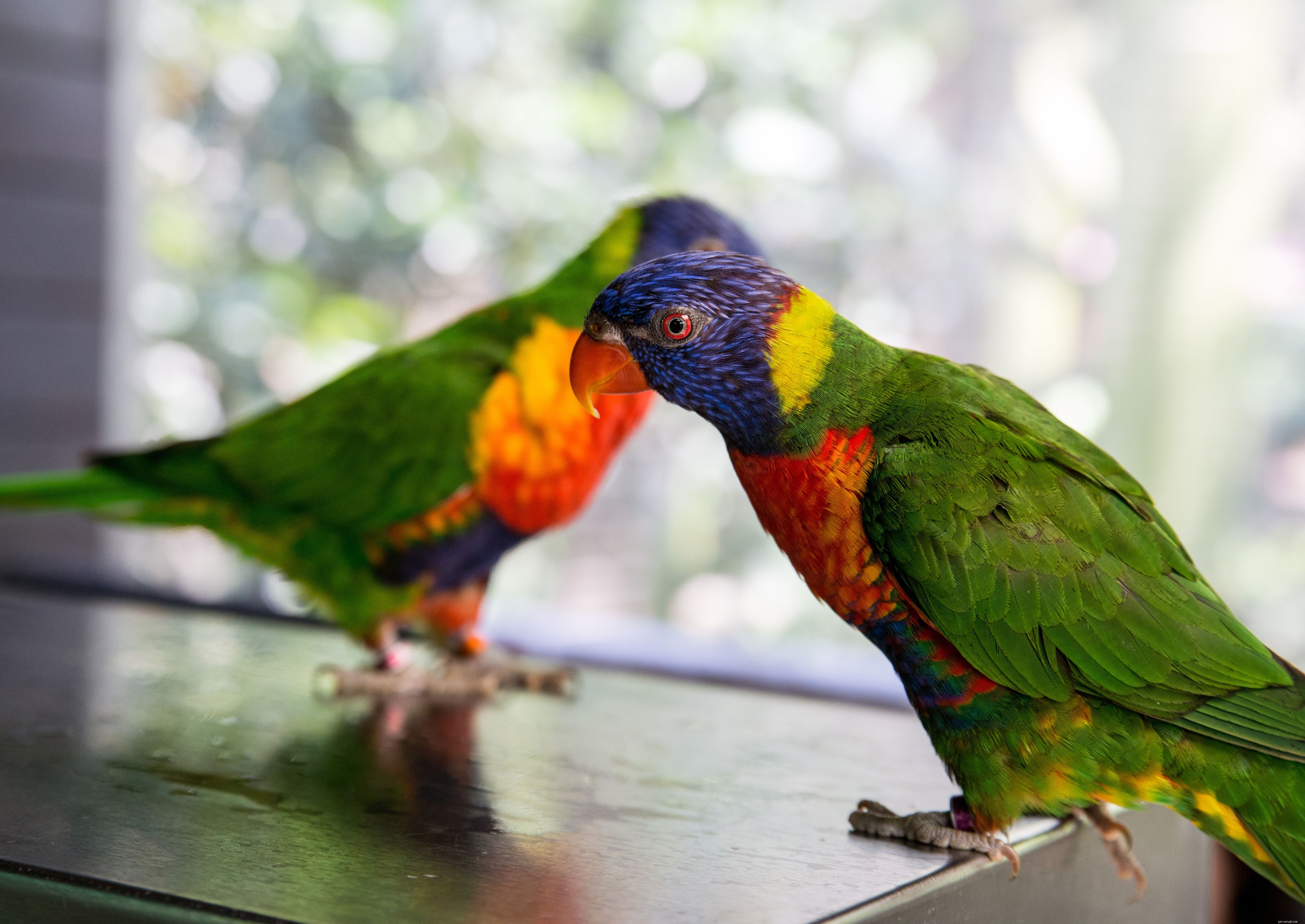 How to Safely Add a New Bird to Your Parrot s Household
