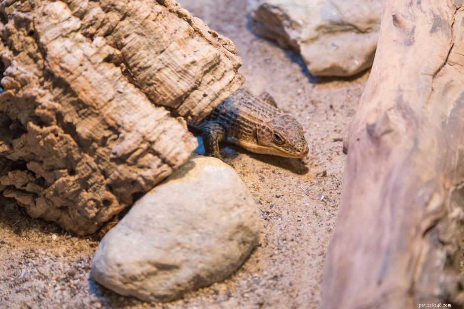 Choosing the Right Bedding and Substrate for Your Pet Reptile