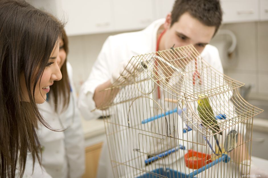 How to Select a Qualified Avian Veterinarian: A Comprehensive Guide