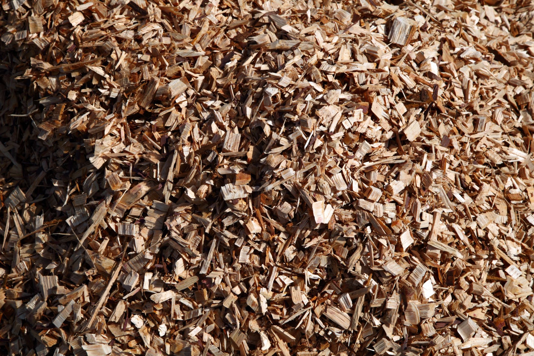 Choosing the Right Bedding and Substrate for Your Pet Reptile