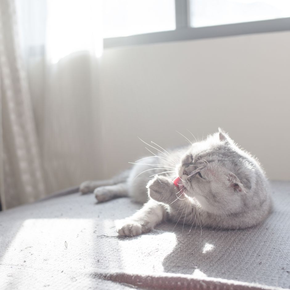 Understanding Why Cats Groom Their Paws After Meals: A Quick Guide
