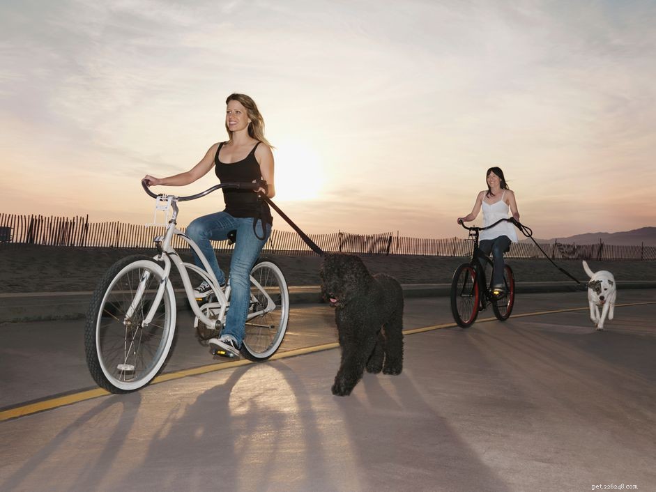 How to Safely Train Your Dog to Run Beside Your Bicycle