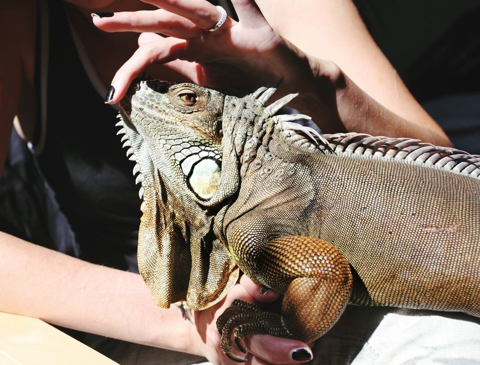 Master Iguana Handling: A Step‑by‑Step Guide to Training Your Pet Lizard