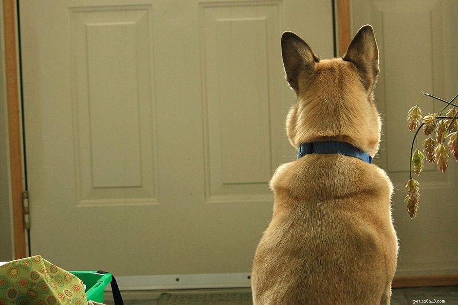 Master the  Wait  Command: A Proven Step-by-Step Guide to Train Your Dog