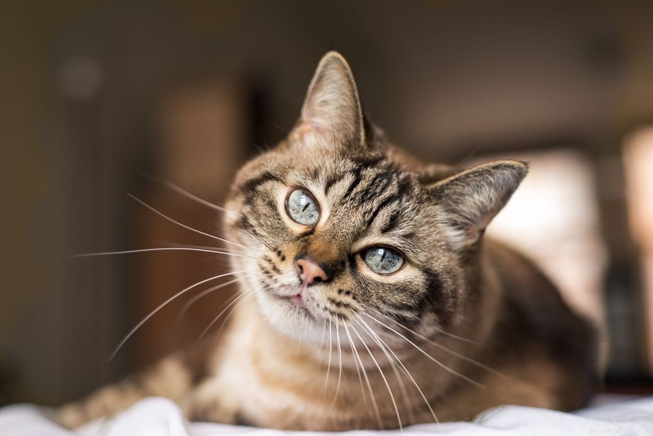 Cats and Color Vision: Debunking Myths About Color Blindness