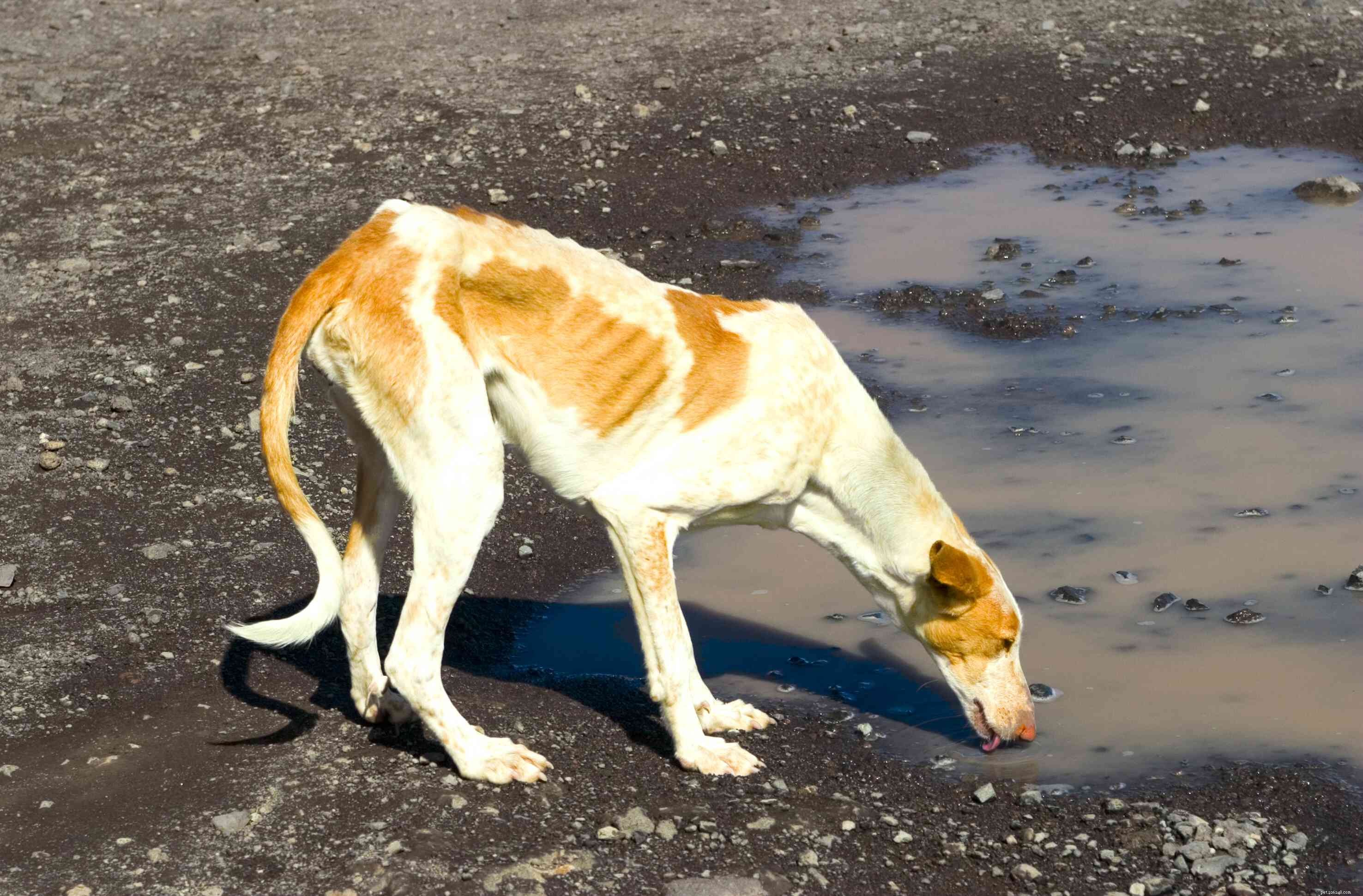 Podenco Dogs (Pods): Breed Overview, History, Training, Care & Health