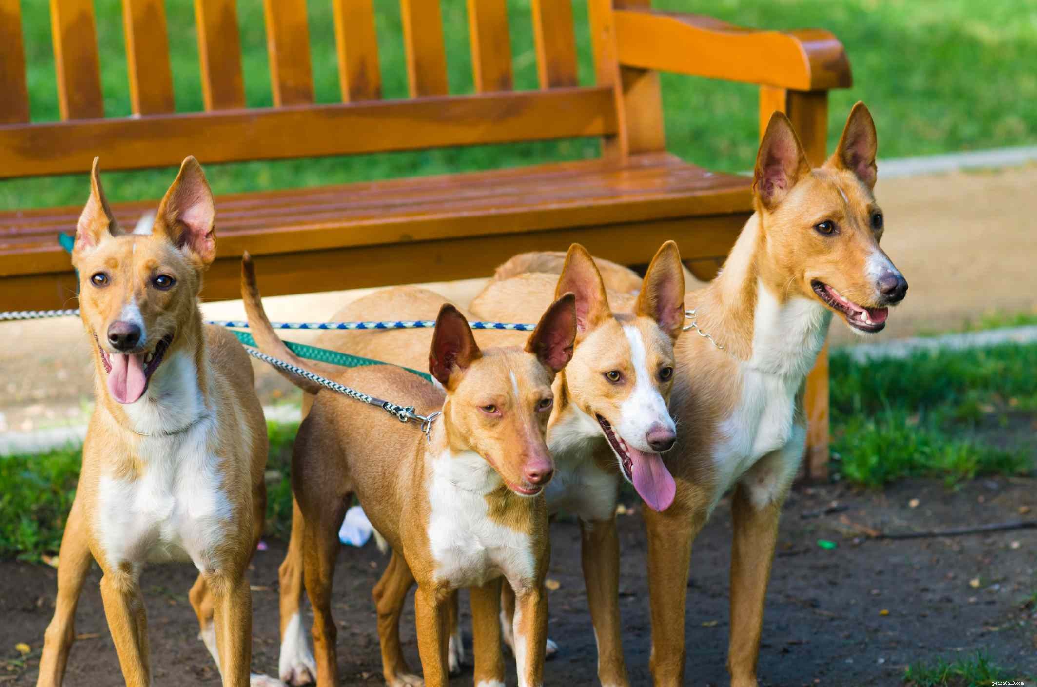 Podenco Dogs (Pods): Breed Overview, History, Training, Care & Health