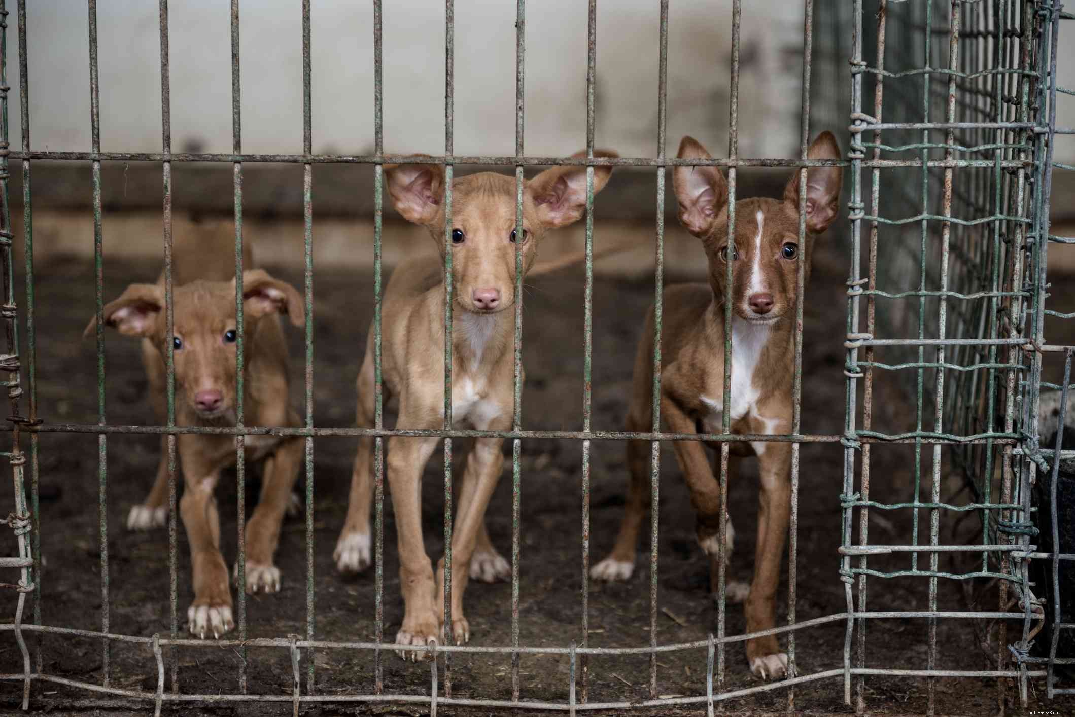 Podenco Dogs (Pods): Breed Overview, History, Training, Care & Health