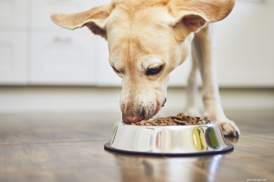 Premium Dog Food: Top‑Quality Nutrition That Meets AAFCO Standards