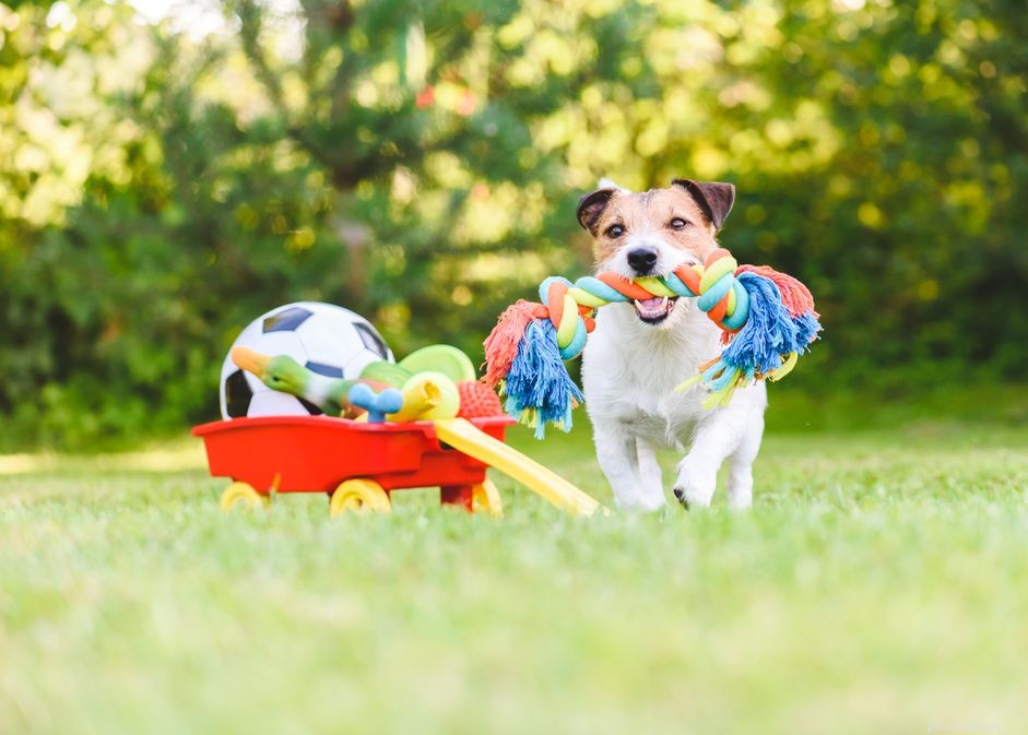 Top Dog Toy Styles: How to Pick Toys That Keep Your Canine Happy and Healthy