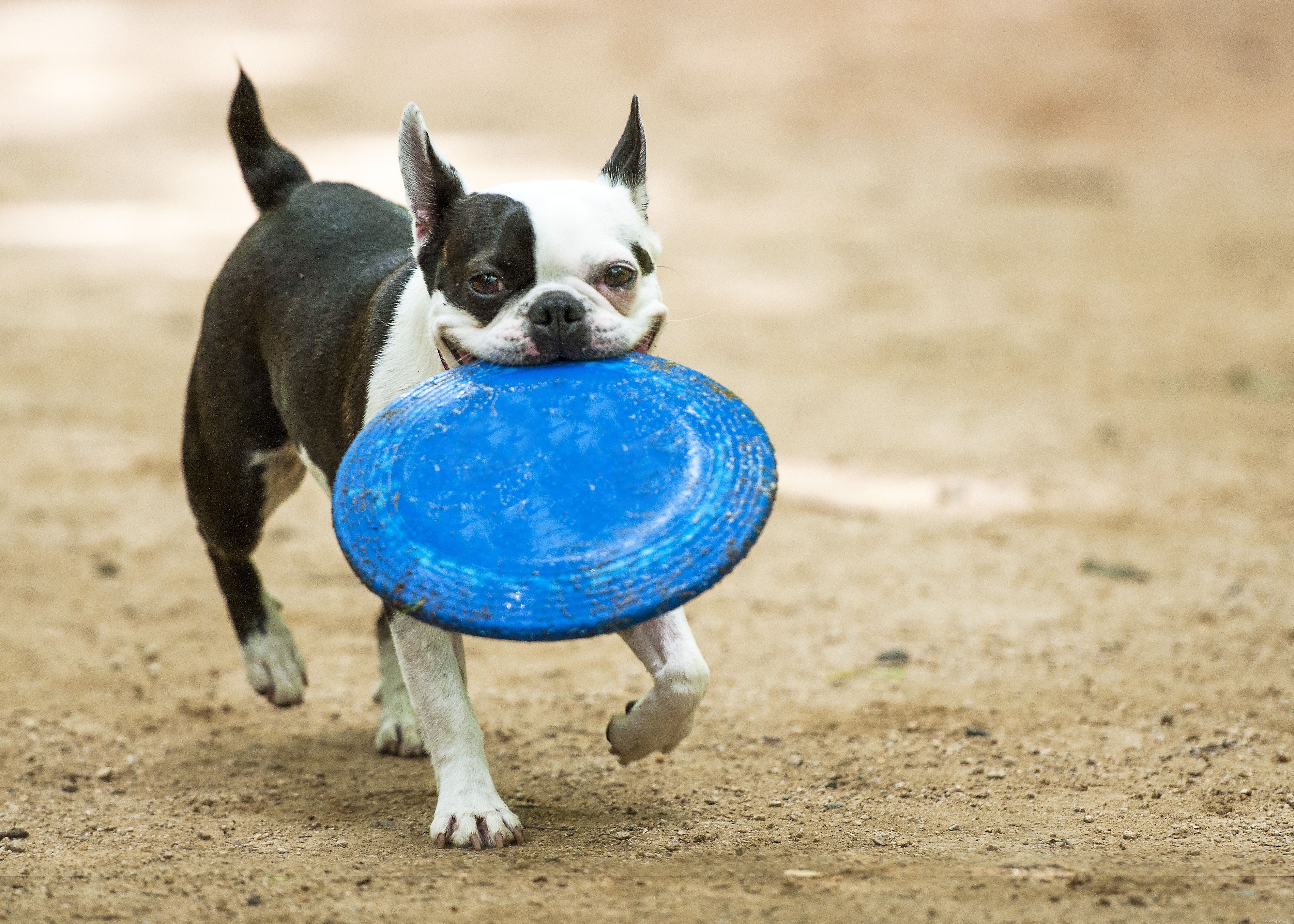 Top Dog Toy Styles: How to Pick Toys That Keep Your Canine Happy and Healthy