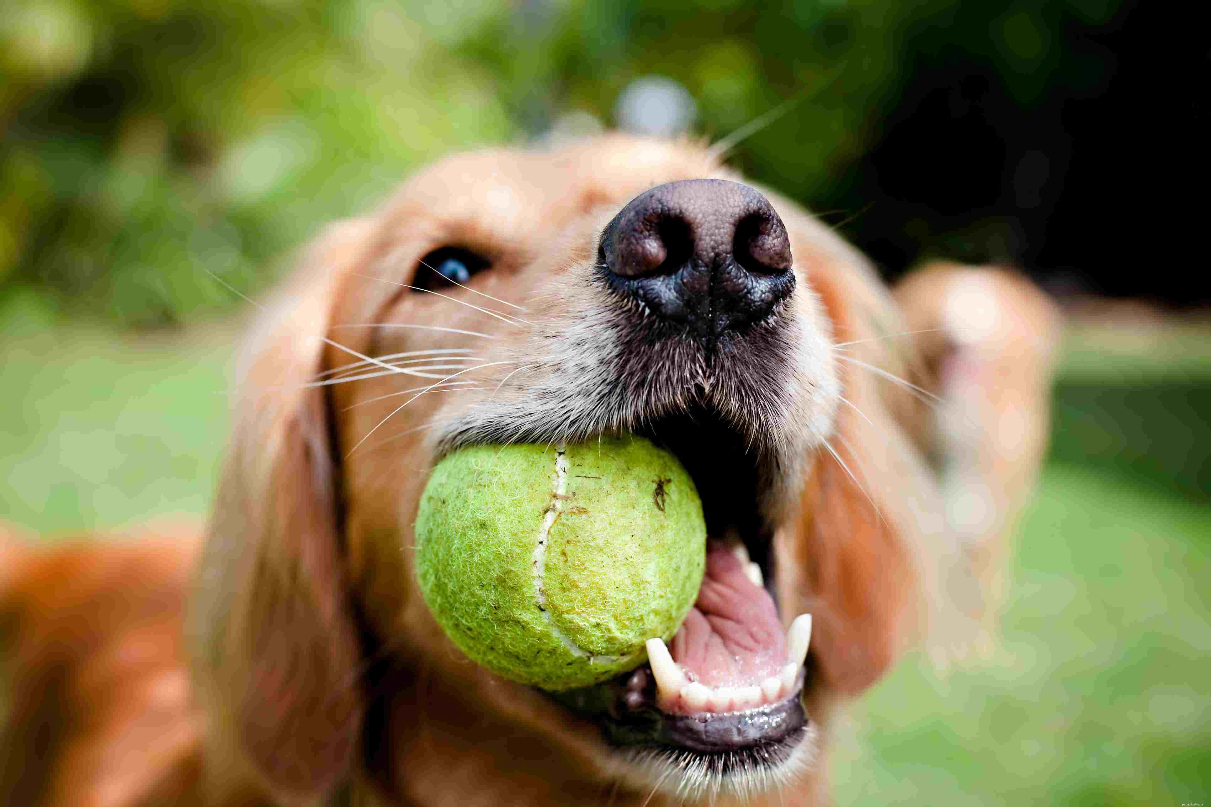 Top Dog Toy Styles: How to Pick Toys That Keep Your Canine Happy and Healthy