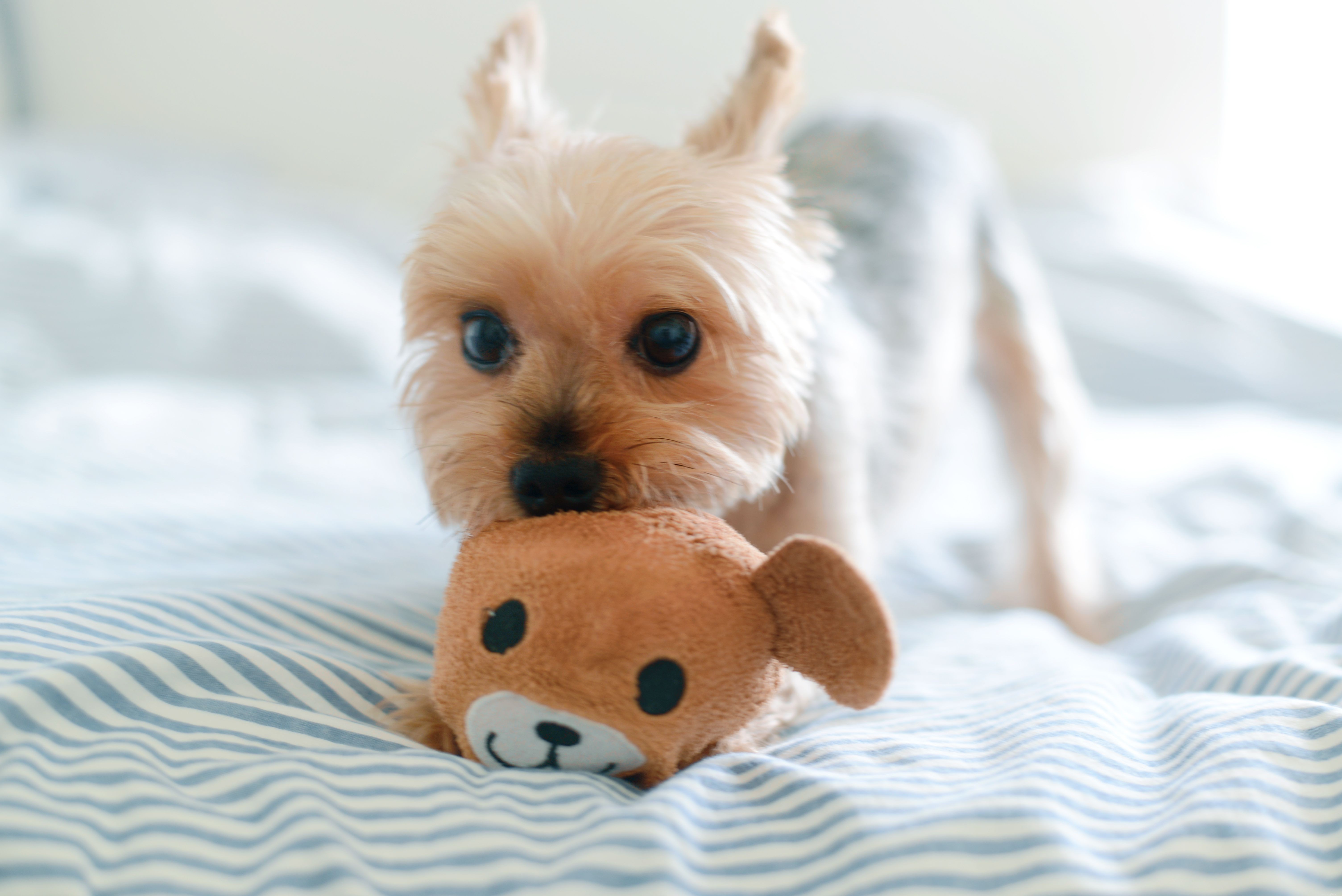 Top Dog Toy Styles: How to Pick Toys That Keep Your Canine Happy and Healthy