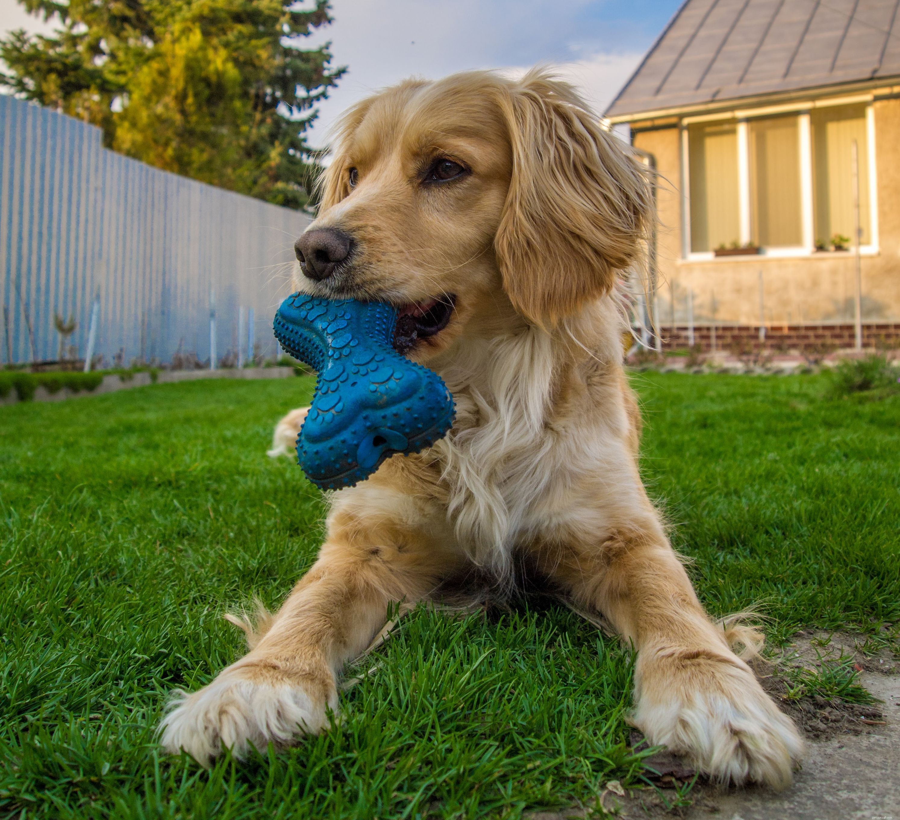 Top Dog Toy Styles: How to Pick Toys That Keep Your Canine Happy and Healthy