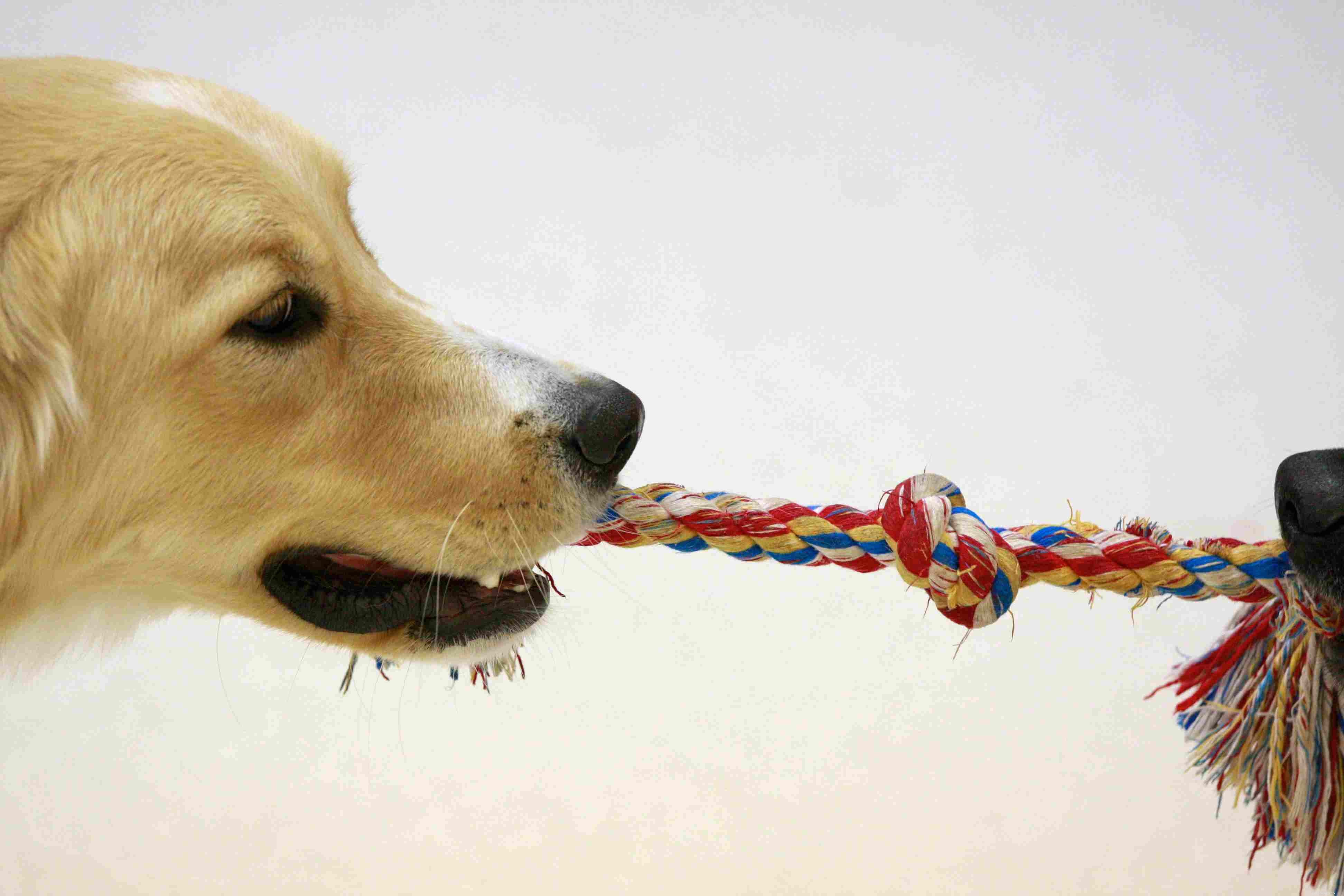 Top Dog Toy Styles: How to Pick Toys That Keep Your Canine Happy and Healthy