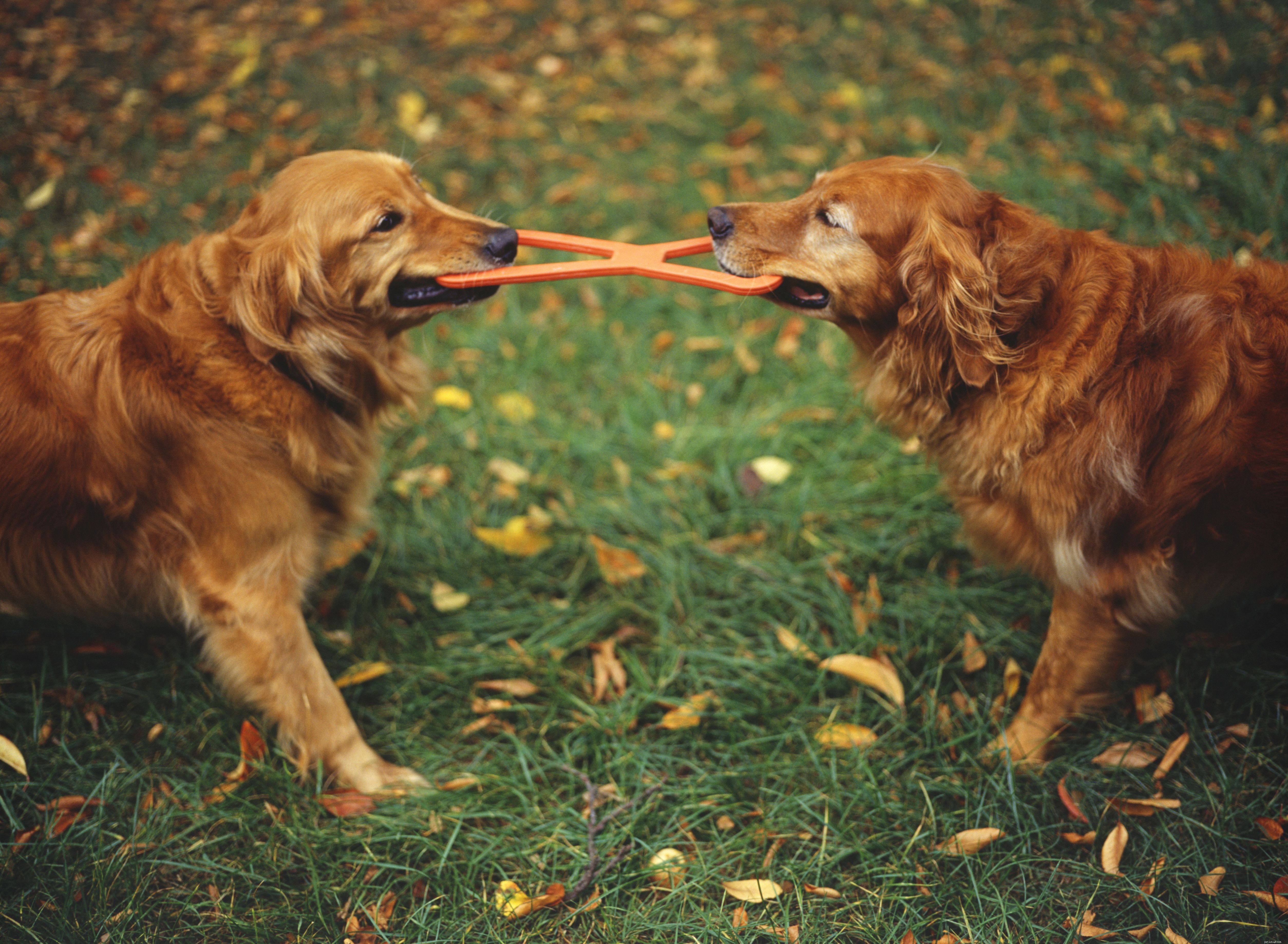 Top Dog Toy Styles: How to Pick Toys That Keep Your Canine Happy and Healthy