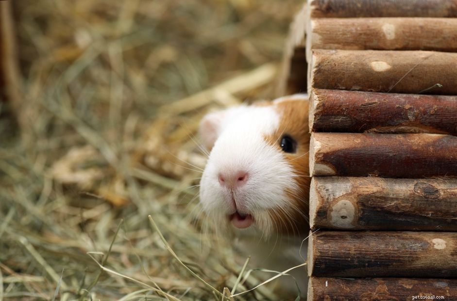 5 Essential Hideouts for Guinea Pigs & Other Small Pets