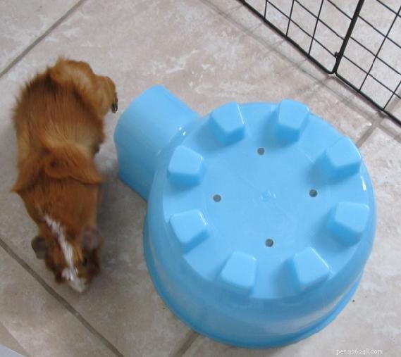 5 Essential Hideouts for Guinea Pigs & Other Small Pets